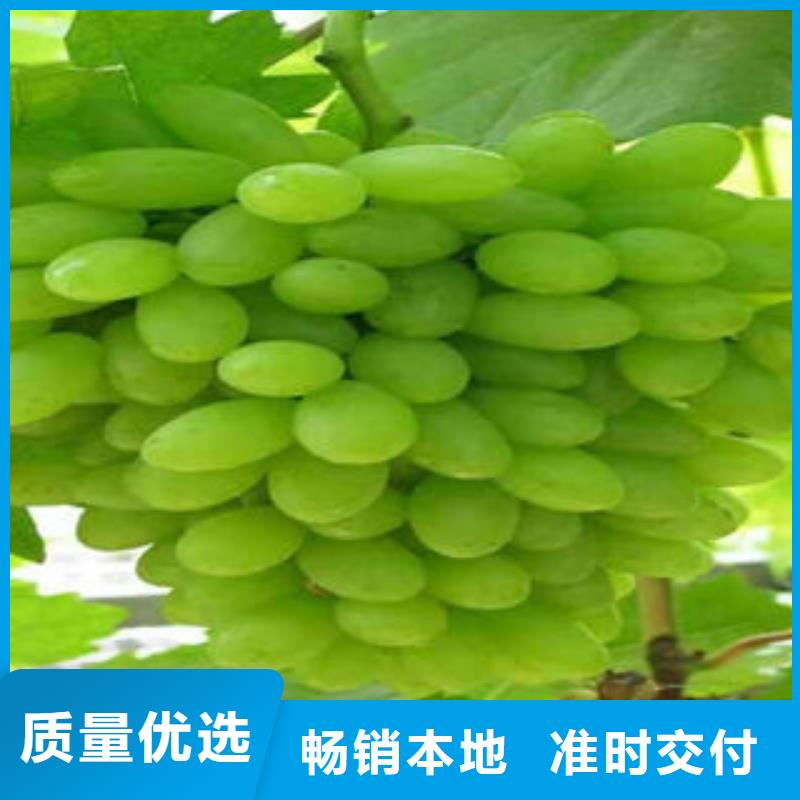 葡萄苗精心选材品质优良