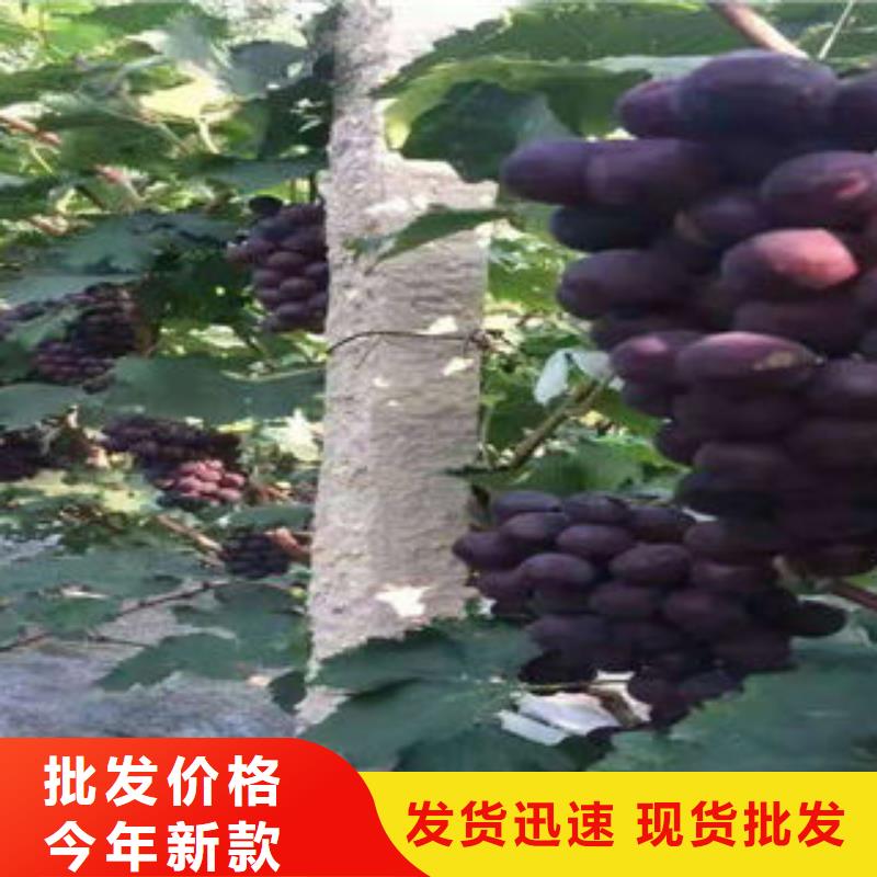 ​葡萄苗桃树苗现货销售厂家直接面向客户