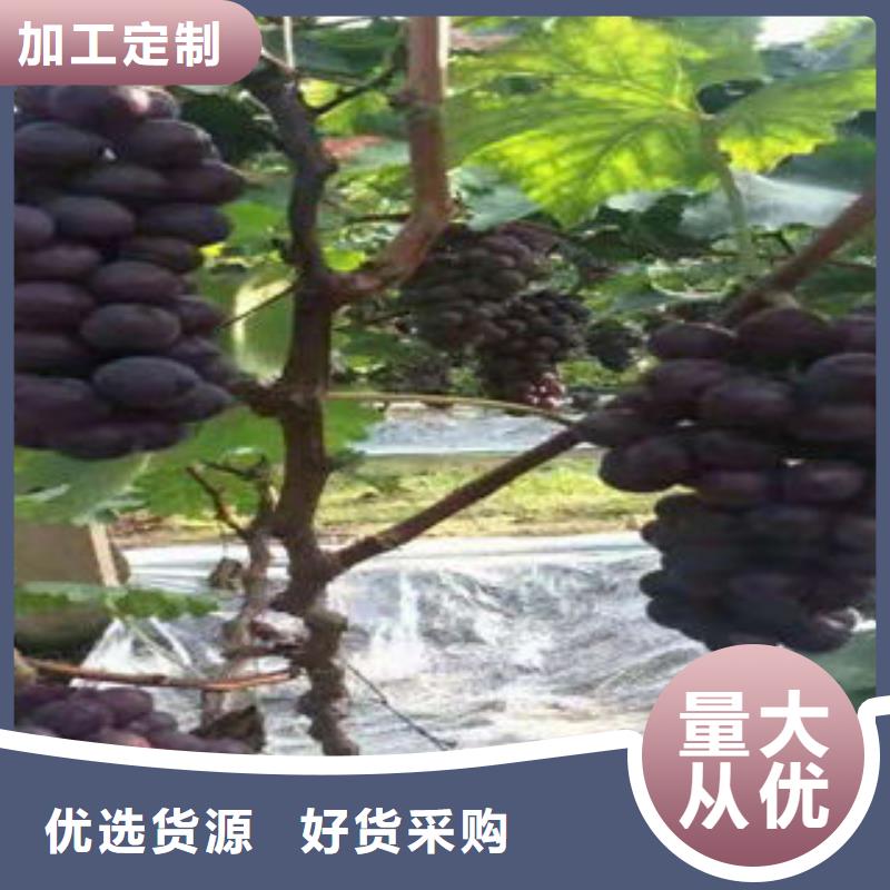 葡萄苗李子苗加工定制精心