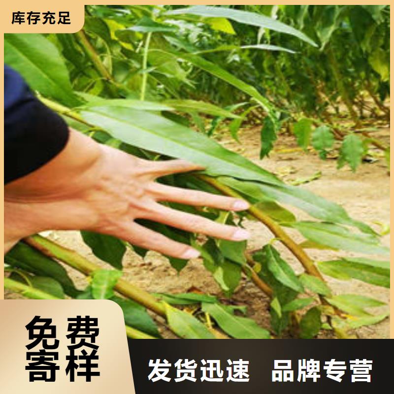 ​葡萄苗_核桃苗价格实在本地公司