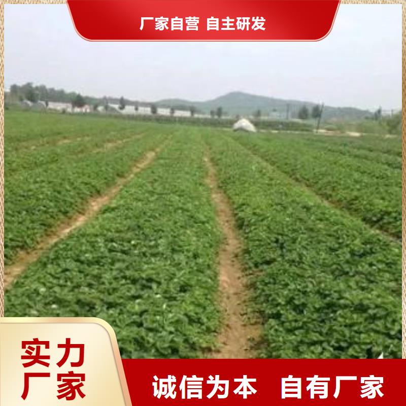 草莓苗,梨树苗优质原料同城经销商