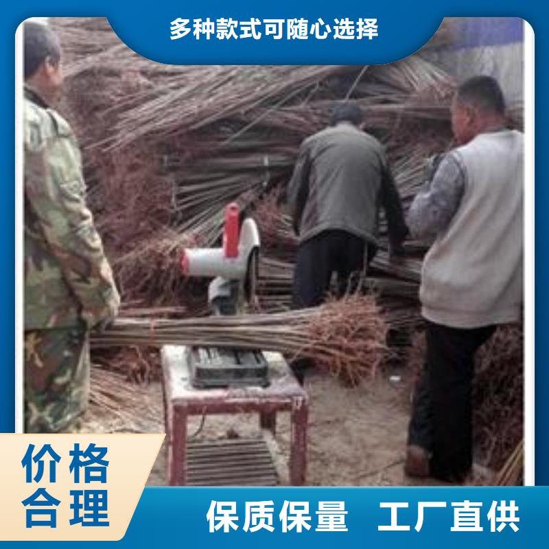 香椿苗李子苗海量现货直销一站式采购方便省心