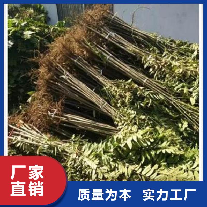 【香椿苗】桃树苗一站式供应追求品质