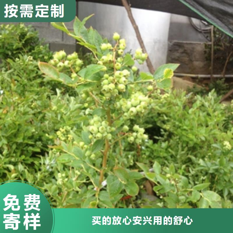 【蓝莓苗绿化树绿化工程厂家直销省心省钱】合作共赢
