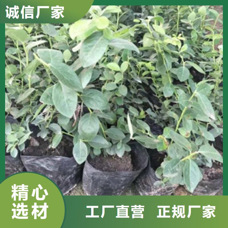 蓝莓苗泰山景松造型景松保障当地货源