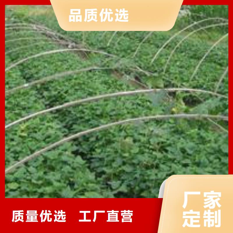 紫薯苗羽衣甘蓝粉品质商家正规厂家