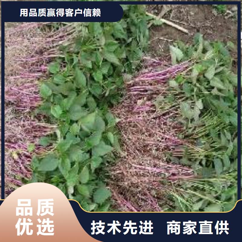 紫薯苗羽衣甘蓝粉质量不佳尽管来找我省心又省钱