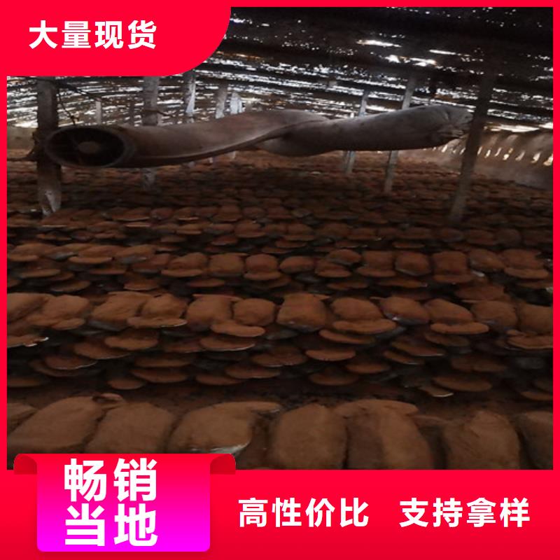 灵芝孢子粉_灵芝正规厂家多年经验值得信赖