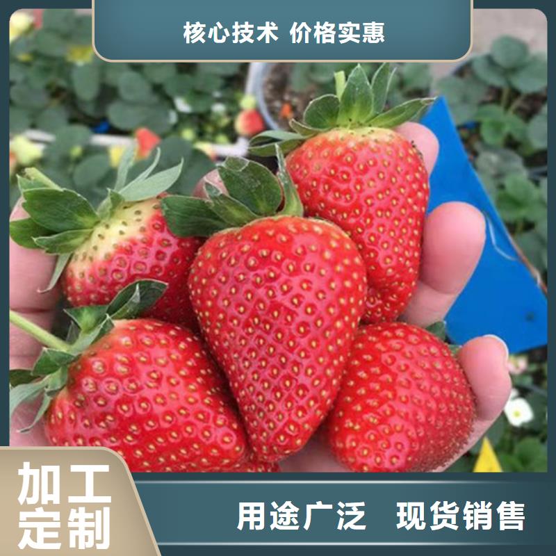 【草莓苗山楂树苗打造行业品质】当地经销商