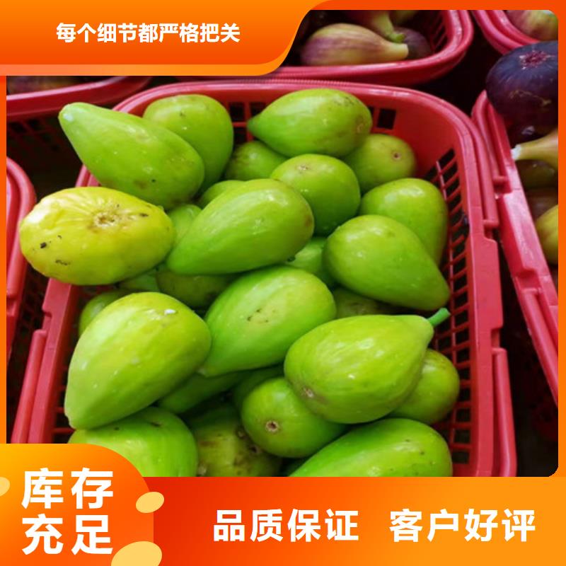 无花果鲁樱三号樱桃真诚合作本地厂家