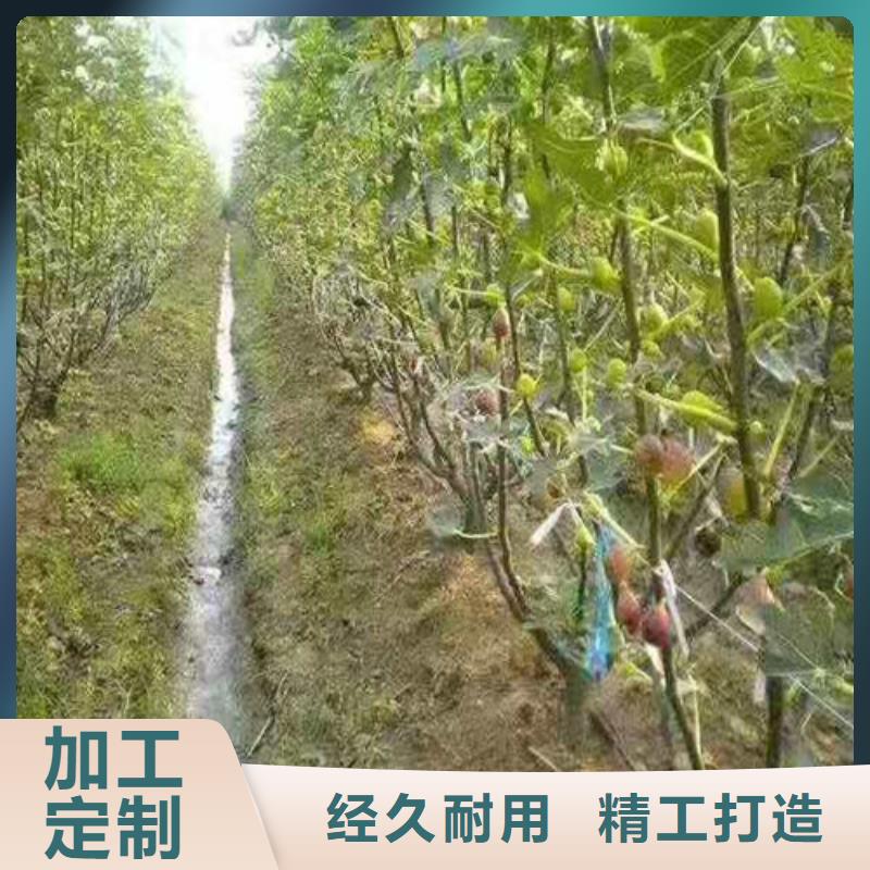 无花果大棚草莓苗源头直供当地厂家