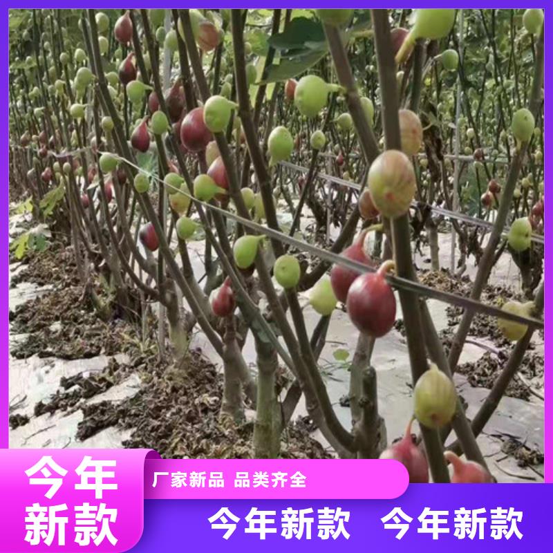 无花果大棚草莓苗行业优选款式新颖