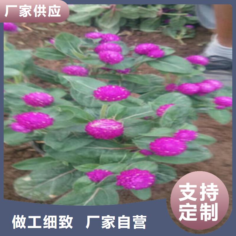 时令草花耐寒耐旱草花基地种类多质量好有实力有经验