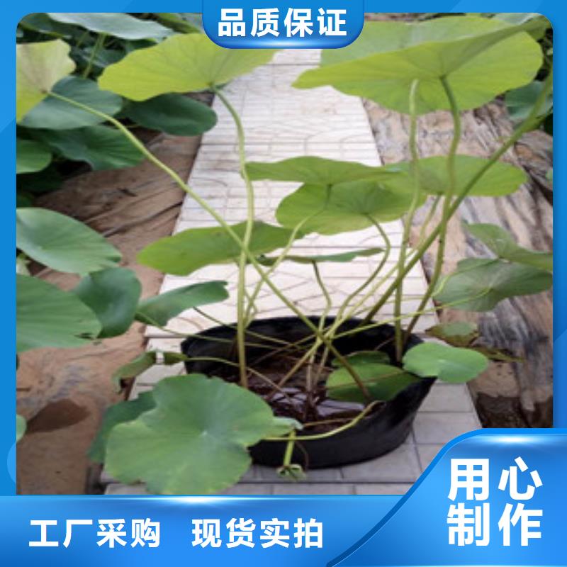 时令草花鲁冰花/粉黛乱子草信誉有保证当地制造商