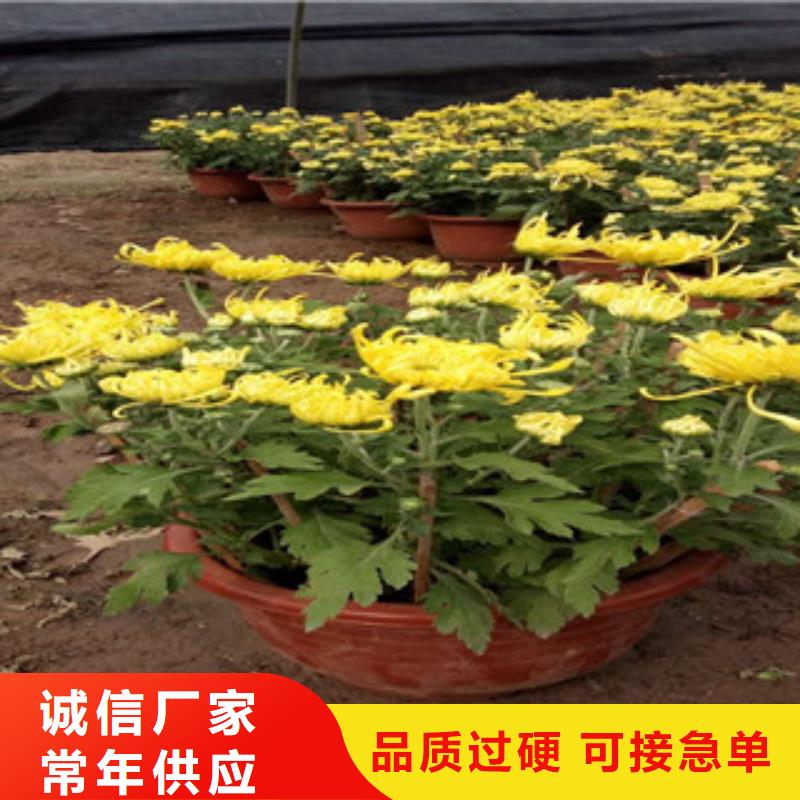 时令草花宿根花卉基地一周内发货源头工厂