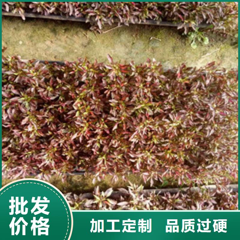 时令草花_柳叶马鞭草/薰衣草直销厂家源头厂家量大价优