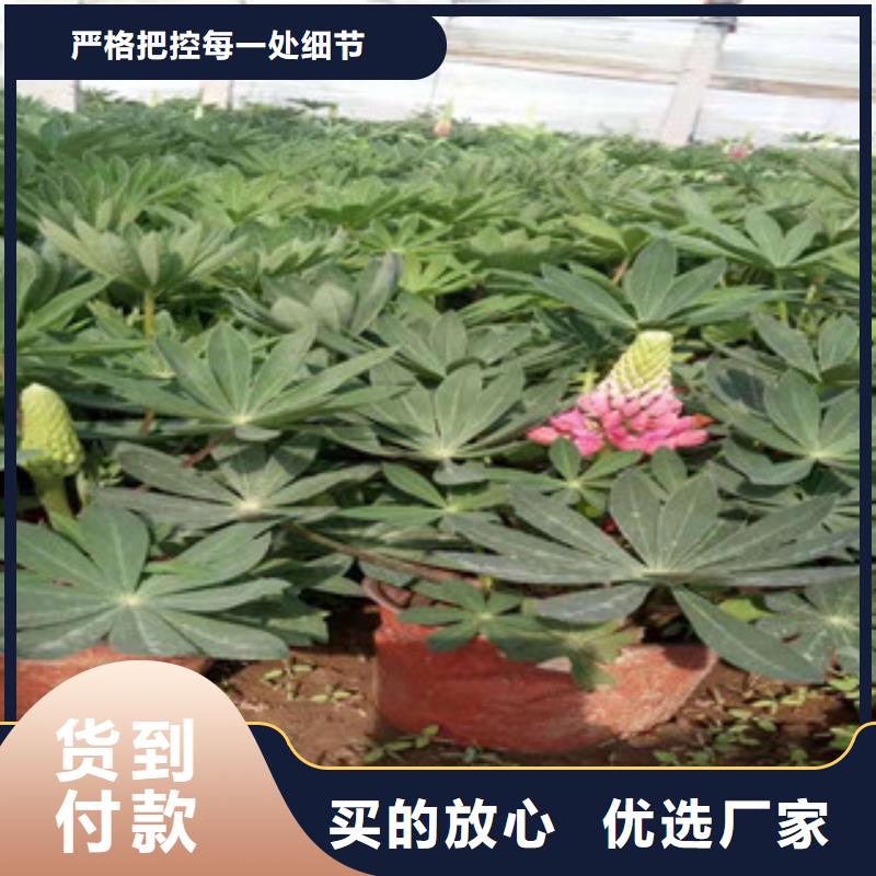 宿根花卉柳叶马鞭草/薰衣草卓越品质保障同城供应商