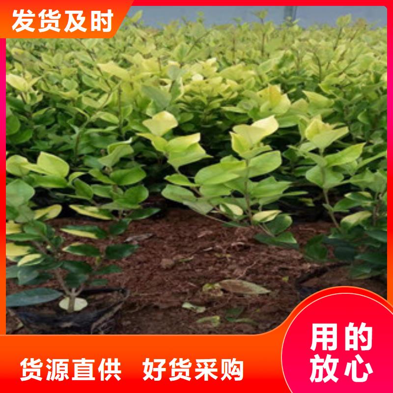 ​宿根花卉柳叶马鞭草/薰衣草支持大批量采购同城经销商