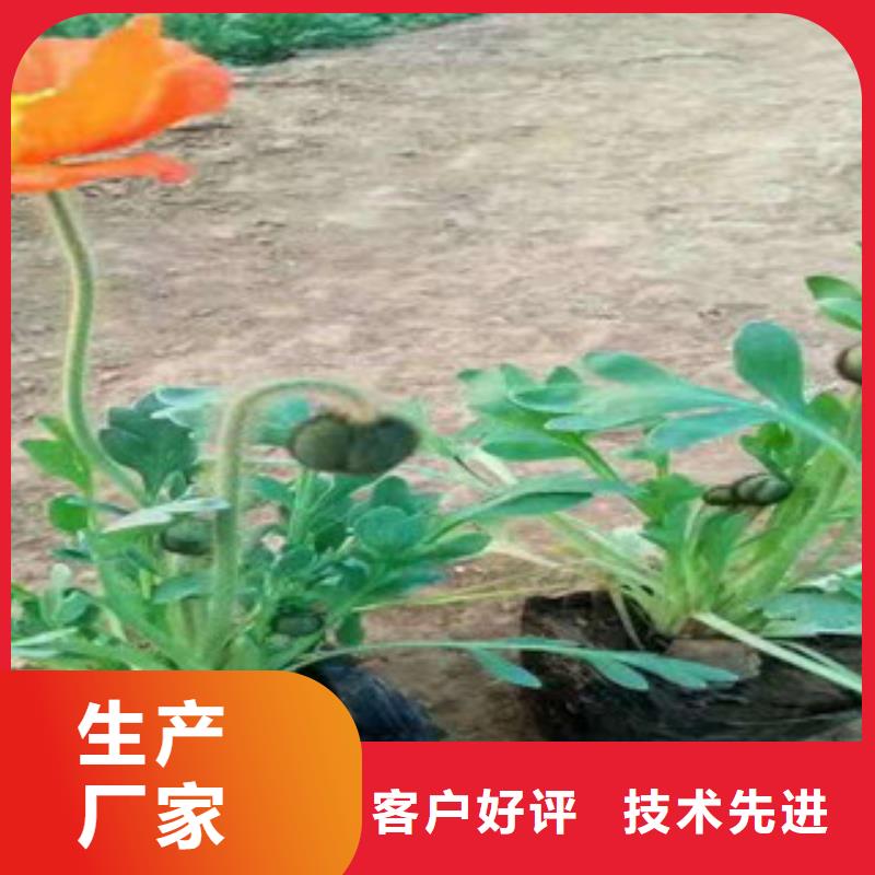 宿根花卉观赏草/蒲苇狼尾草选择我们选择放心当地生产厂家