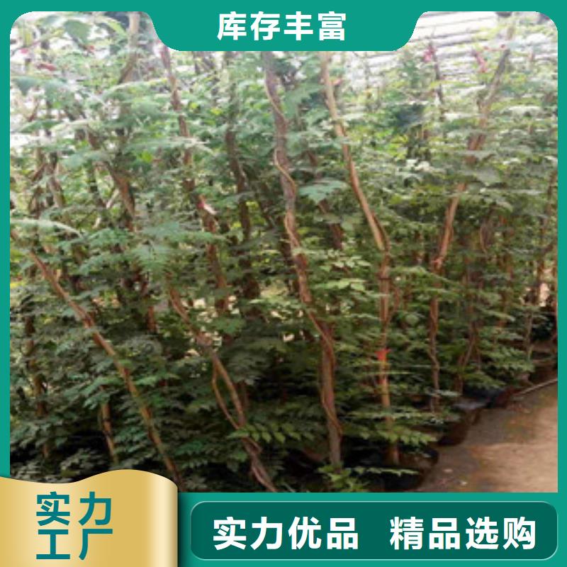 宿根花卉【五一国庆草花批发】专注生产N年本地品牌