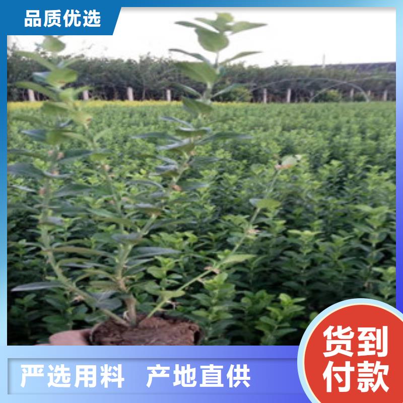 宿根花卉宿根花卉基地拒绝中间商当地生产商