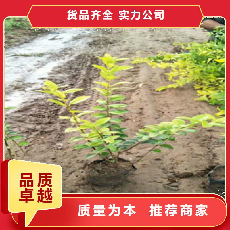【花海景观,时令花卉/绿化草花价格工厂采购】使用寿命长久