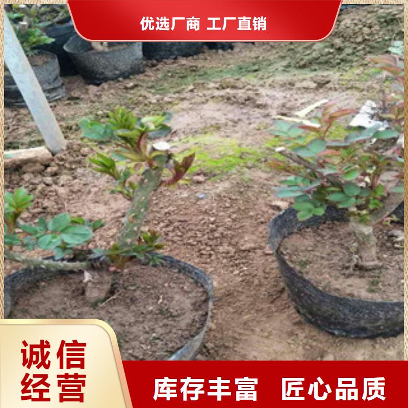 ​【花海景观_耐寒耐旱草花基地工厂现货供应】源头厂家供应