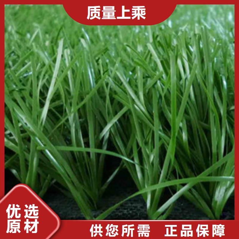 【人造草坪】体育器材为您精心挑选从源头保证品质