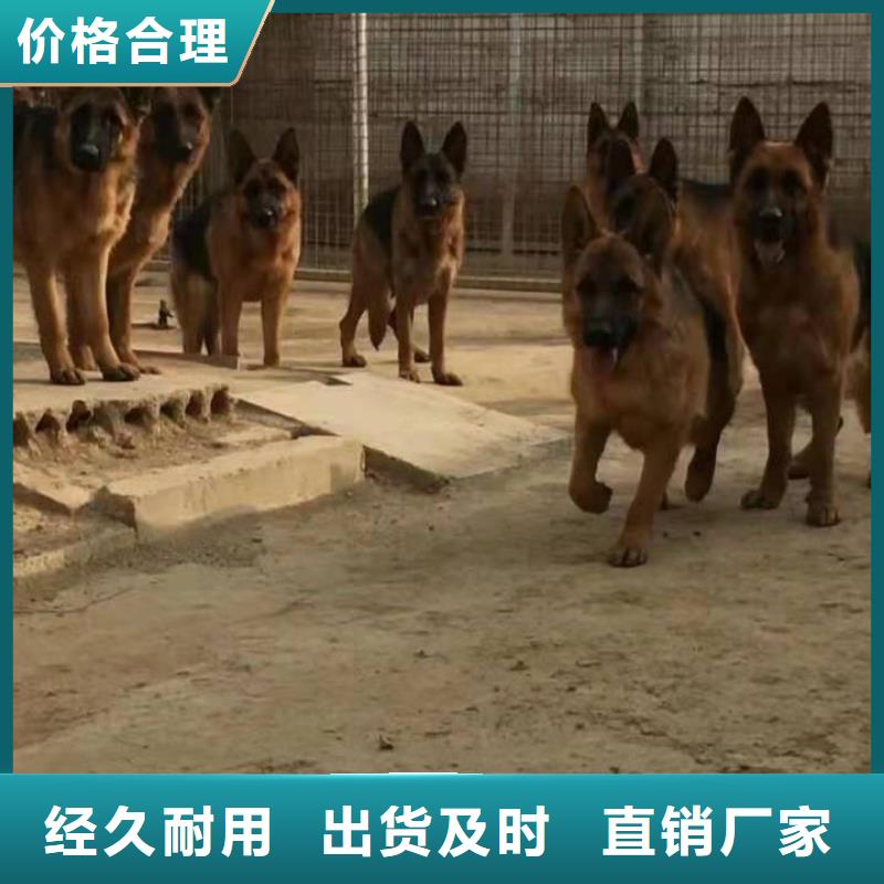 德国牧羊犬杜高犬买的放心安兴用的舒心同城生产商