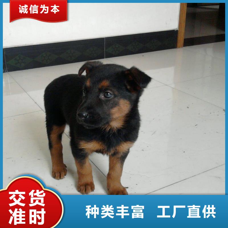 德国牧羊犬-罗威纳犬厂家规格全质量安心