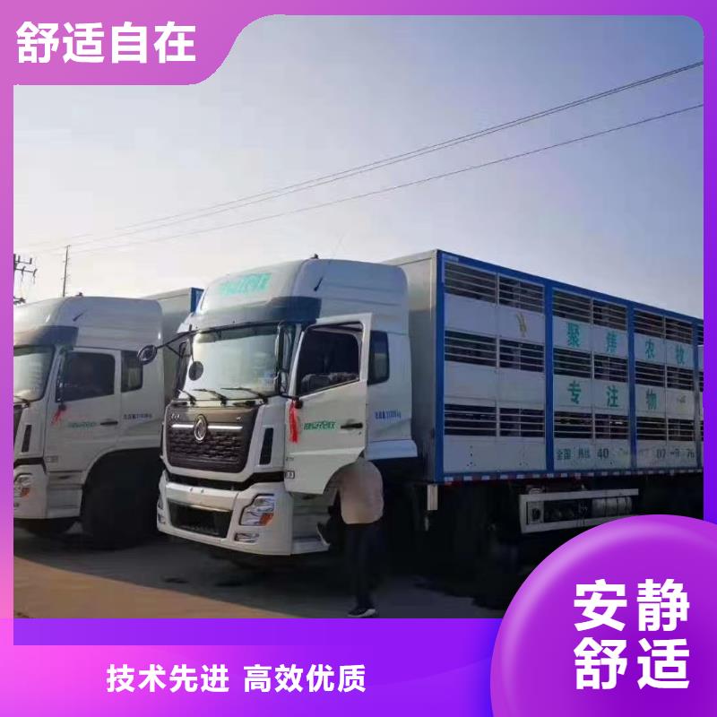 盐城到聊城农牧运输无忧