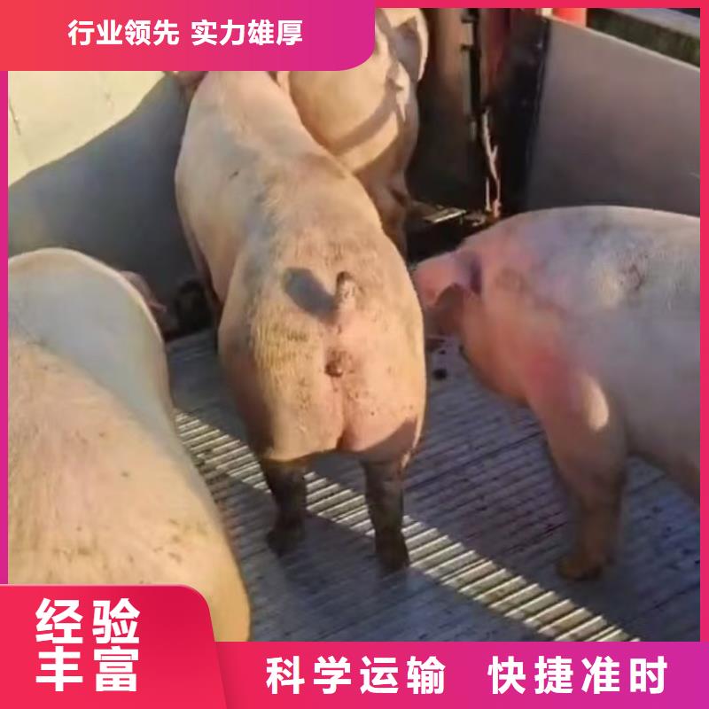 连云港到常德活禽物流创新进取