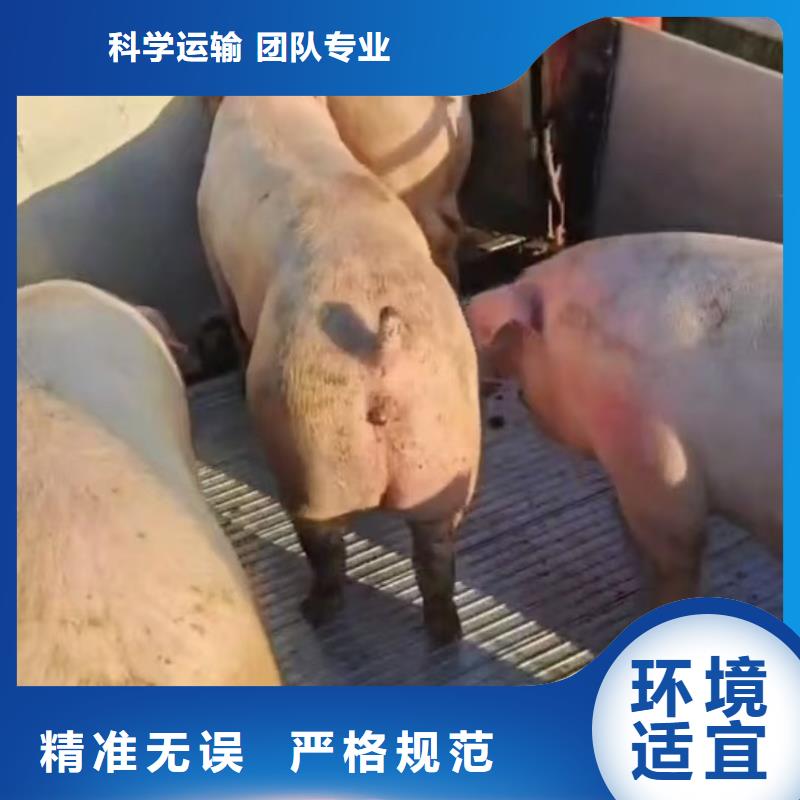 宿迁市泗洪到南阳恒温车运输规模宏大
