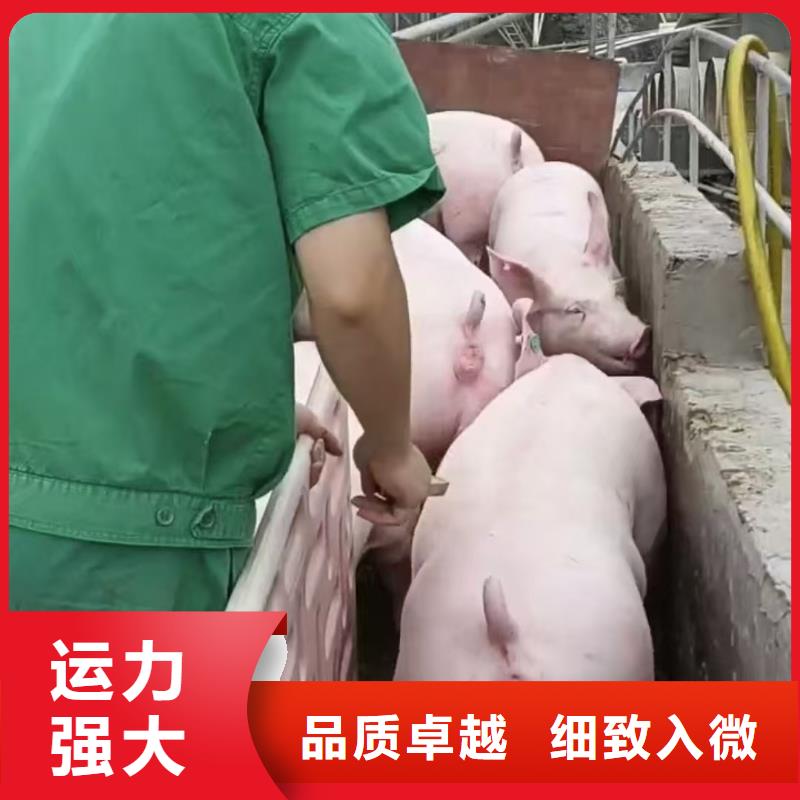 宿迁到聊城生猪物流保障有力