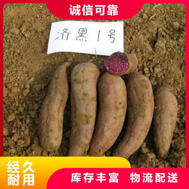 紫薯苗羽衣甘蓝粉种类齐全同城品牌