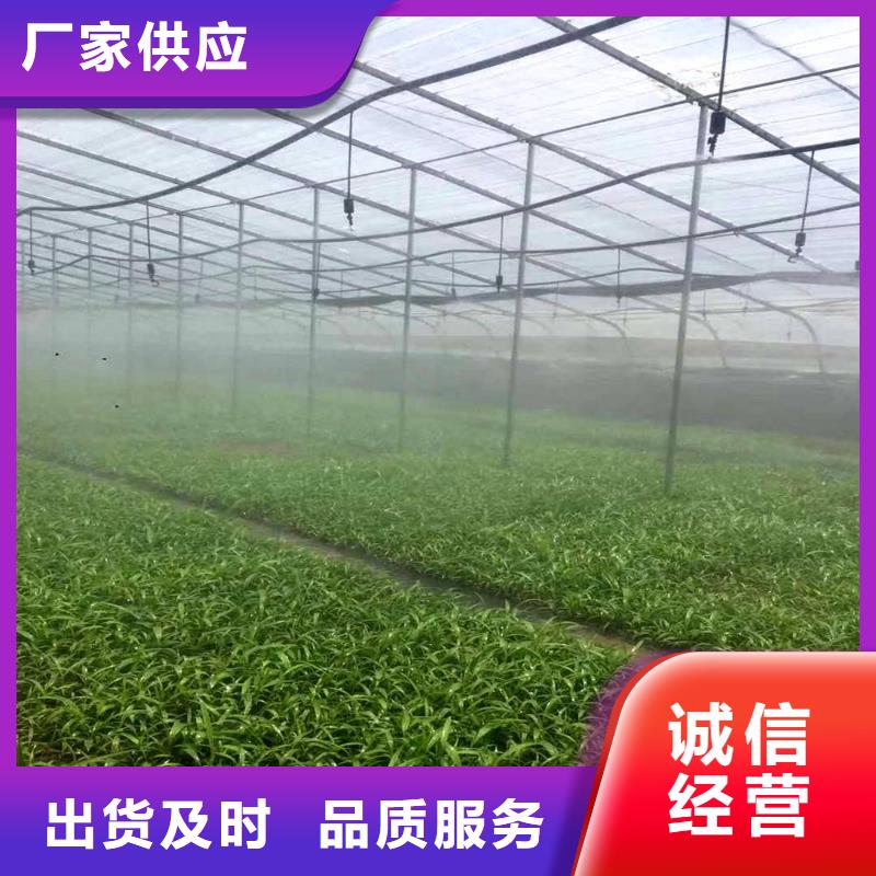 大棚管连栋大棚管实力厂商本地货源