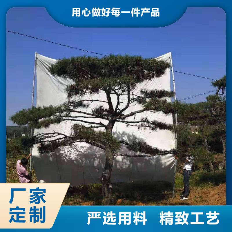 造型松讲信誉保质量当地制造商