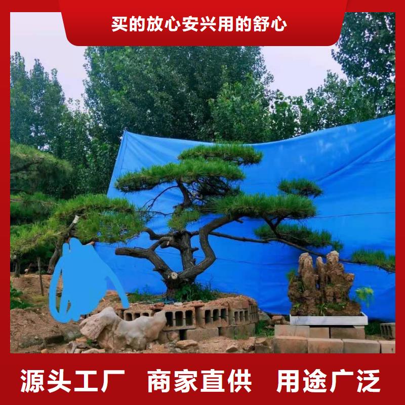 【造型松】造型黑松N年专注欢迎新老客户垂询