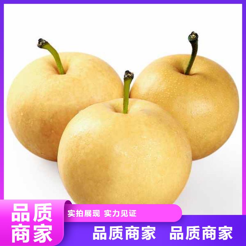 梨杜梨苗随心所欲定制专业按需定制