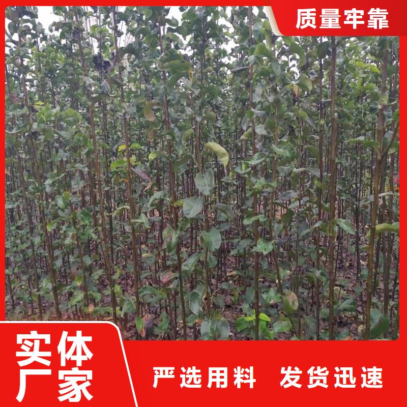 梨_瑞蟠101桃树苗现货采购实力大厂家