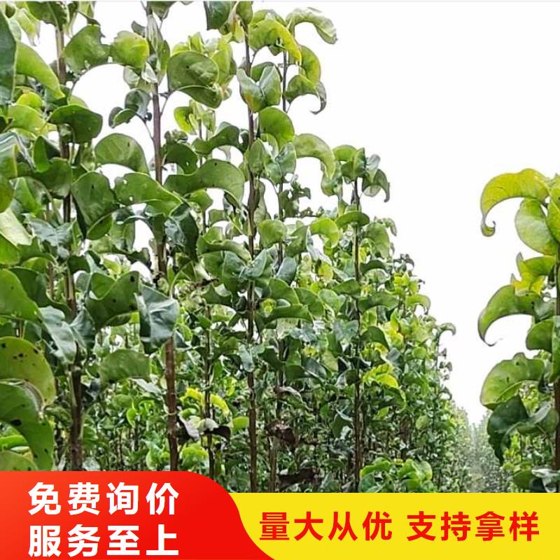 【梨梨树苗基地现货交易】快速发货
