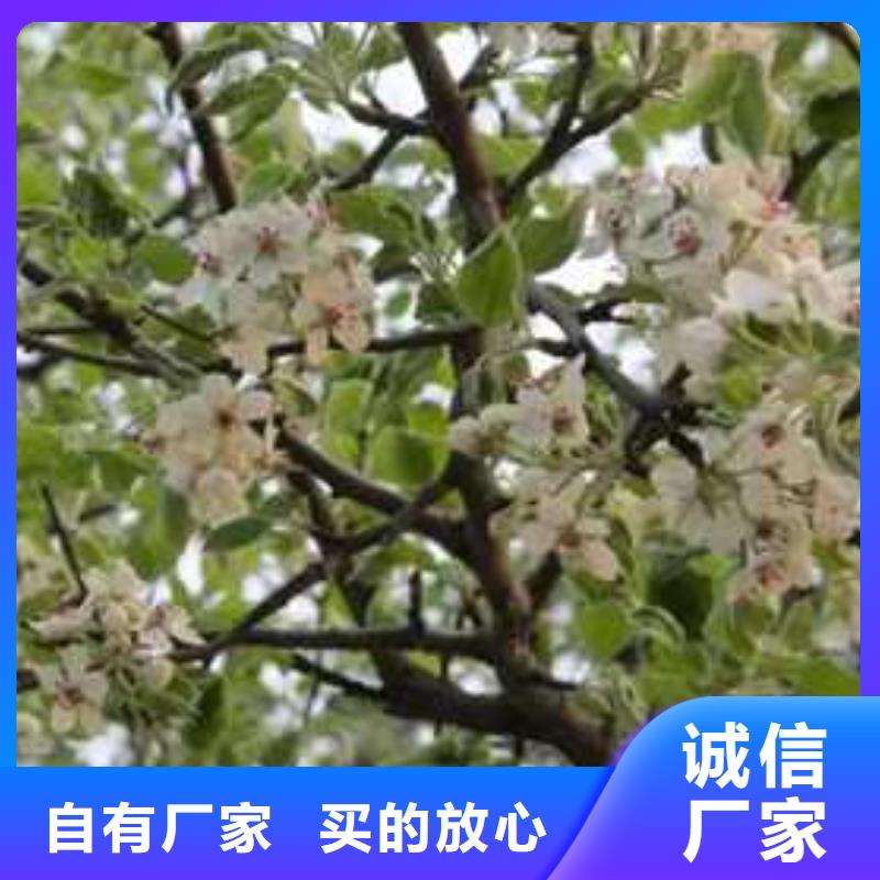 杜梨-黄冠梨树苗现货批发规格型号全