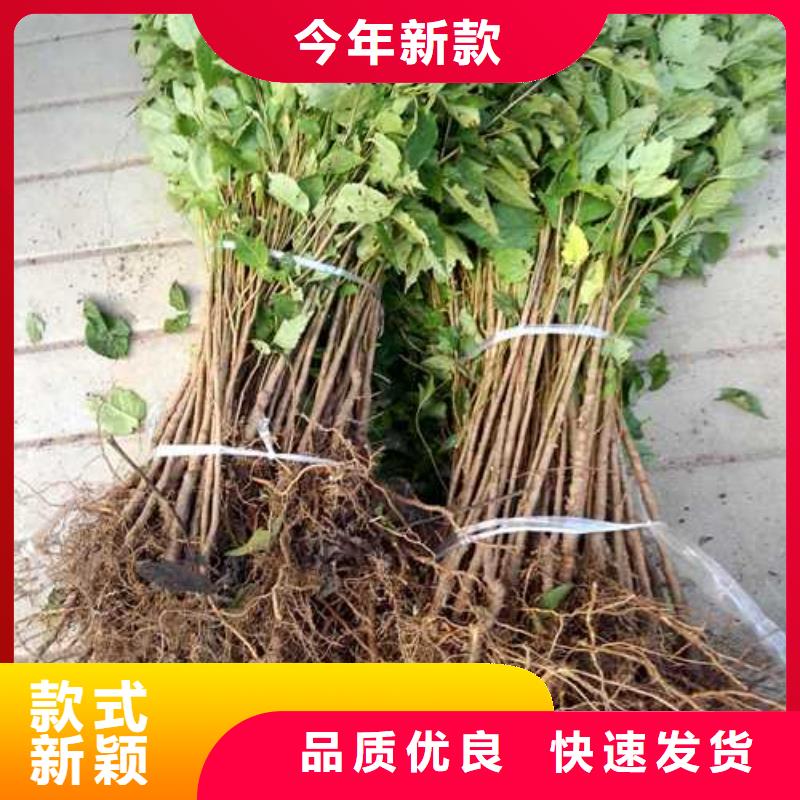 【杜梨_皇冠梨树苗当日价格】欢迎来电询价