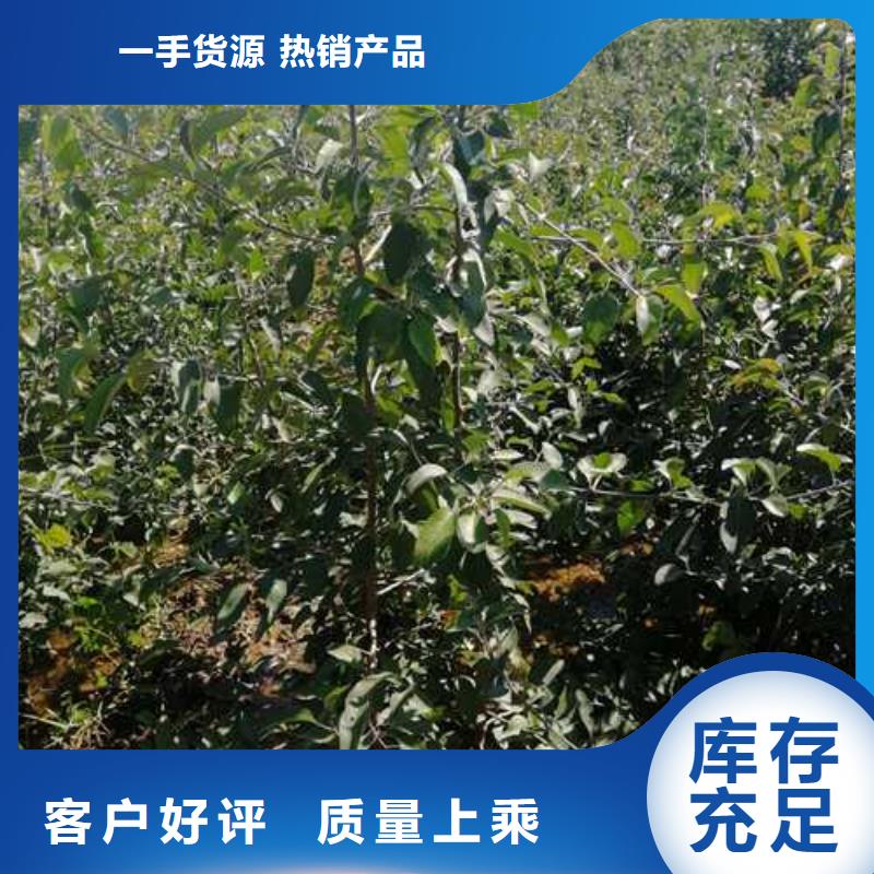 杜梨瑞蟠101桃树苗品牌专营源厂供货