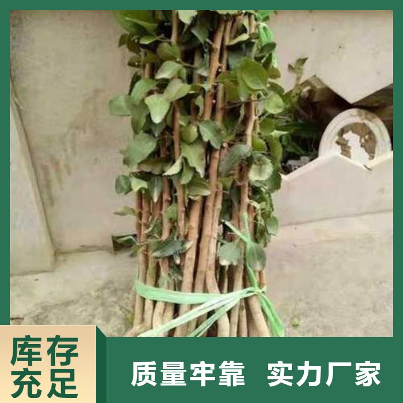 【杜梨_梨树苗基地有实力有经验】细节之处更加用心