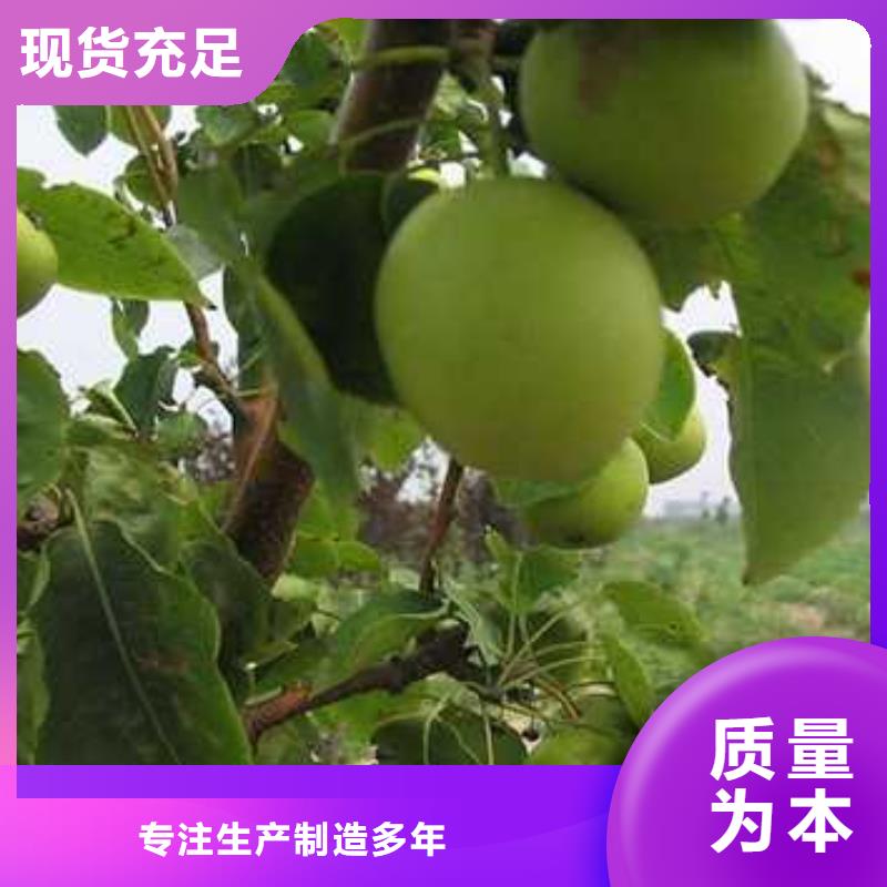 【杜梨】杜梨苗用品质赢得客户信赖厂家批发价