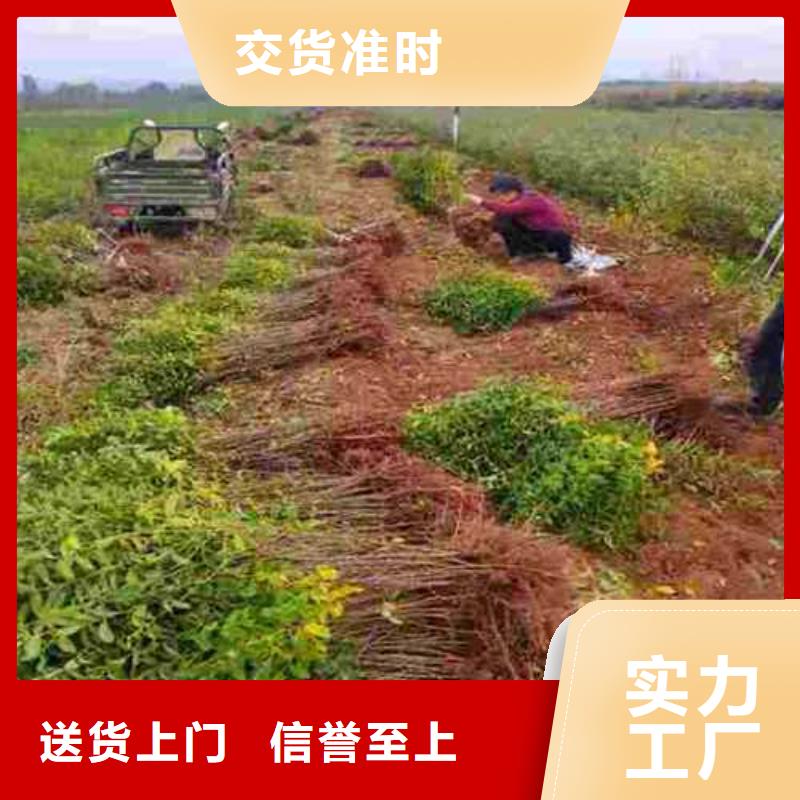 杜梨红香酥梨树苗真材实料产品优势特点
