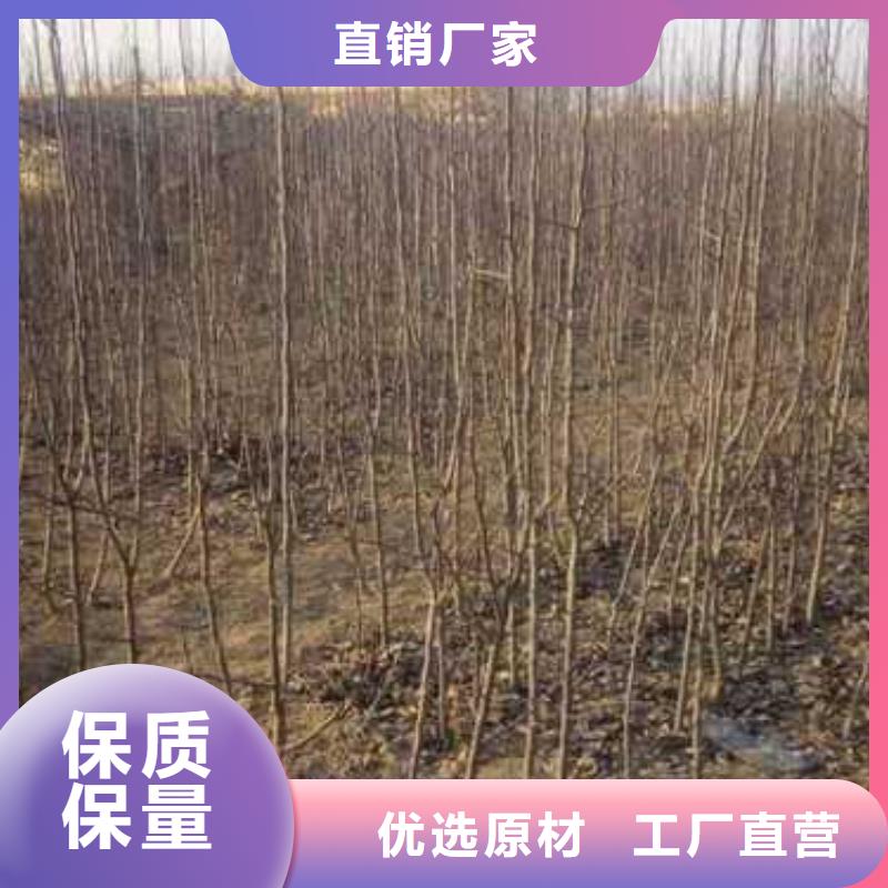杜梨海棠苗价格实在好货直供