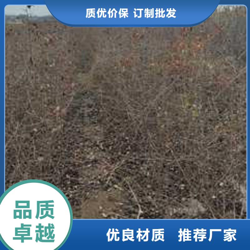 【杜梨】香酥梨树苗支持批发零售本地经销商