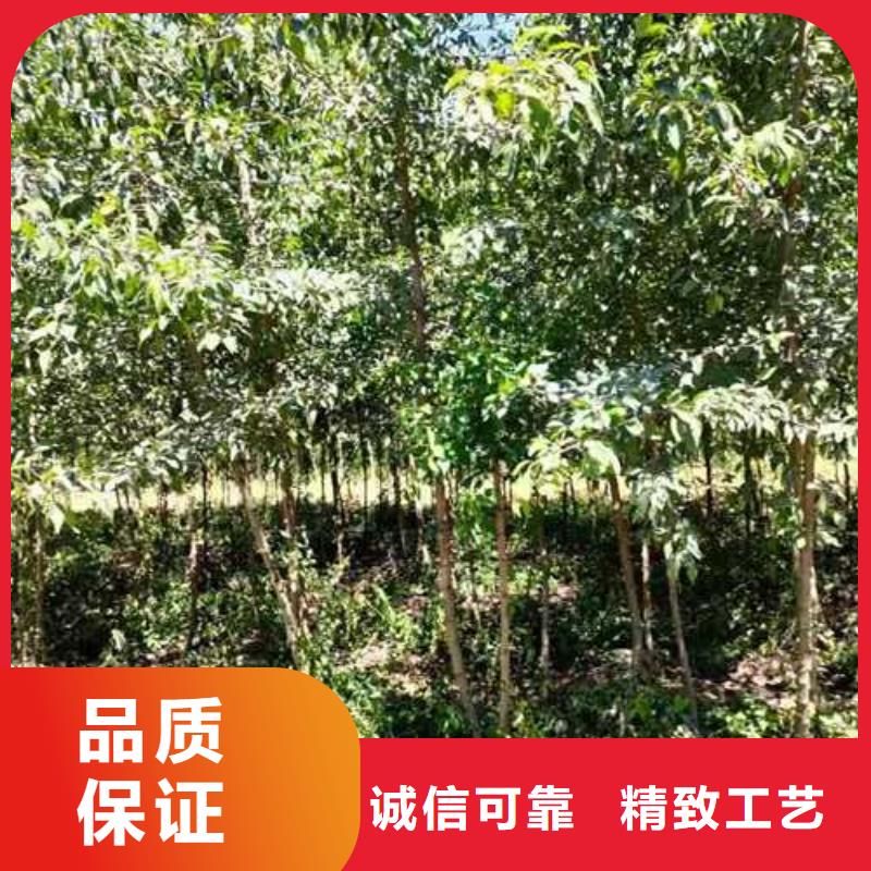 杜梨香酥梨树苗专业生产制造厂品质保证